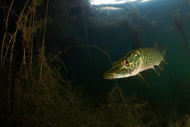 De diepte smaakt naar koper